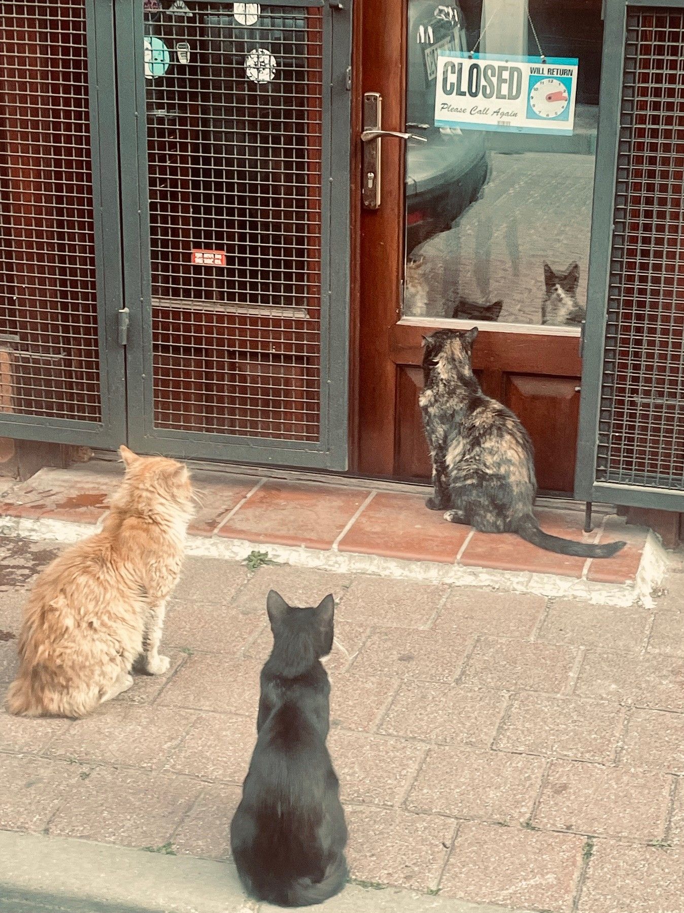 Cats of Istanbul