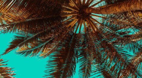 Paradise Found: Crafting a Stress-Free Family Cruise Itinerary for Your First Tropical Voyage