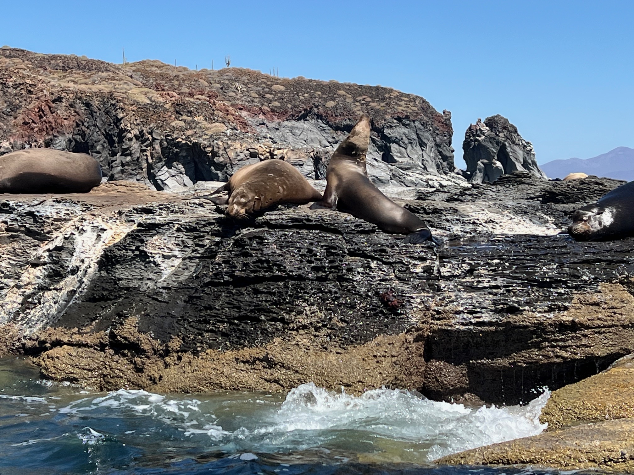 things to do in Loreto sea lions