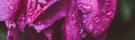 Blooming Journeys: Top Flower Destinations and How Delivery Services Bring Their Beauty Home