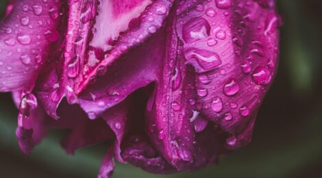 Blooming Journeys: Top Flower Destinations and How Delivery Services Bring Their Beauty Home