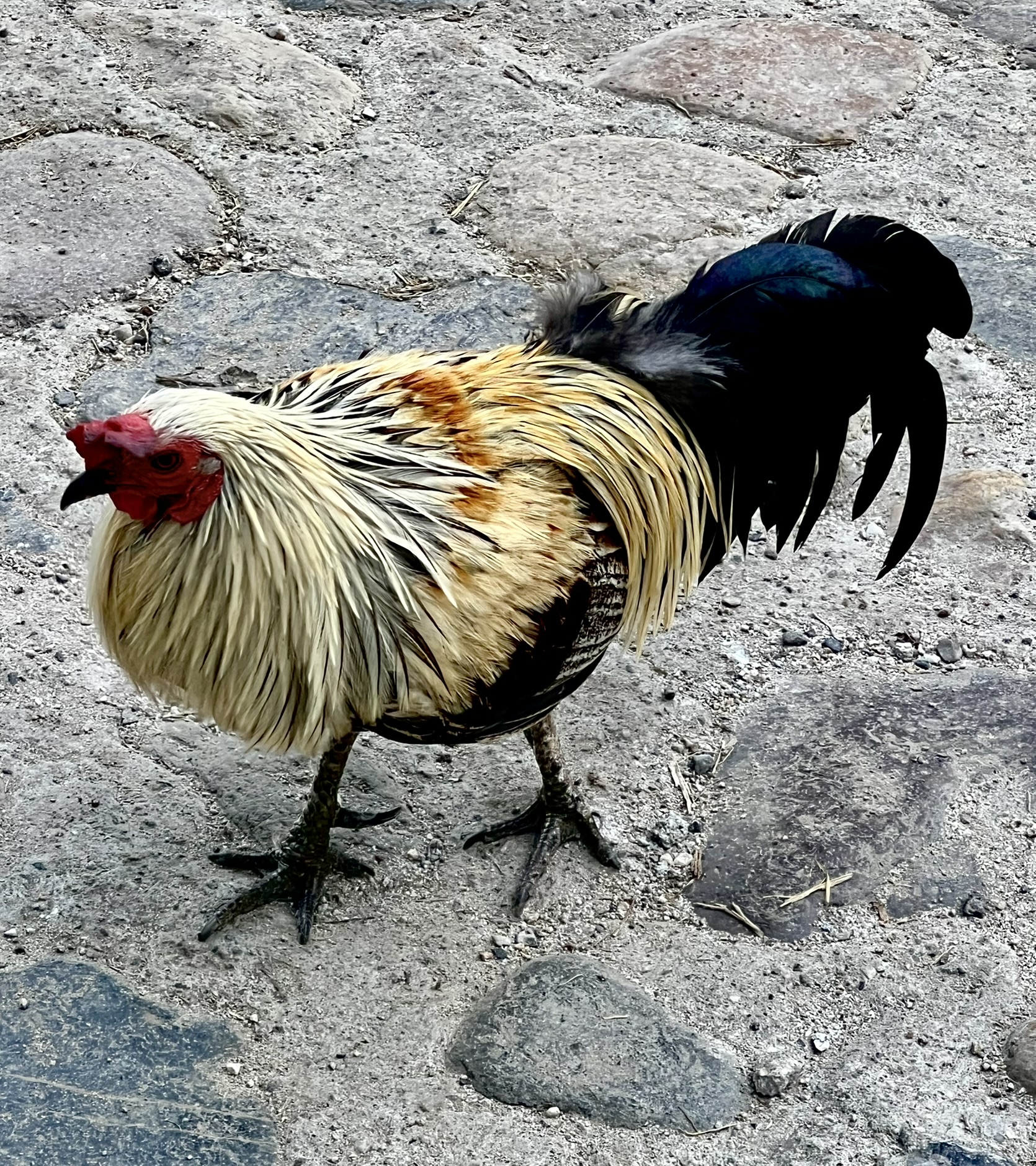 Sayulita Chickens