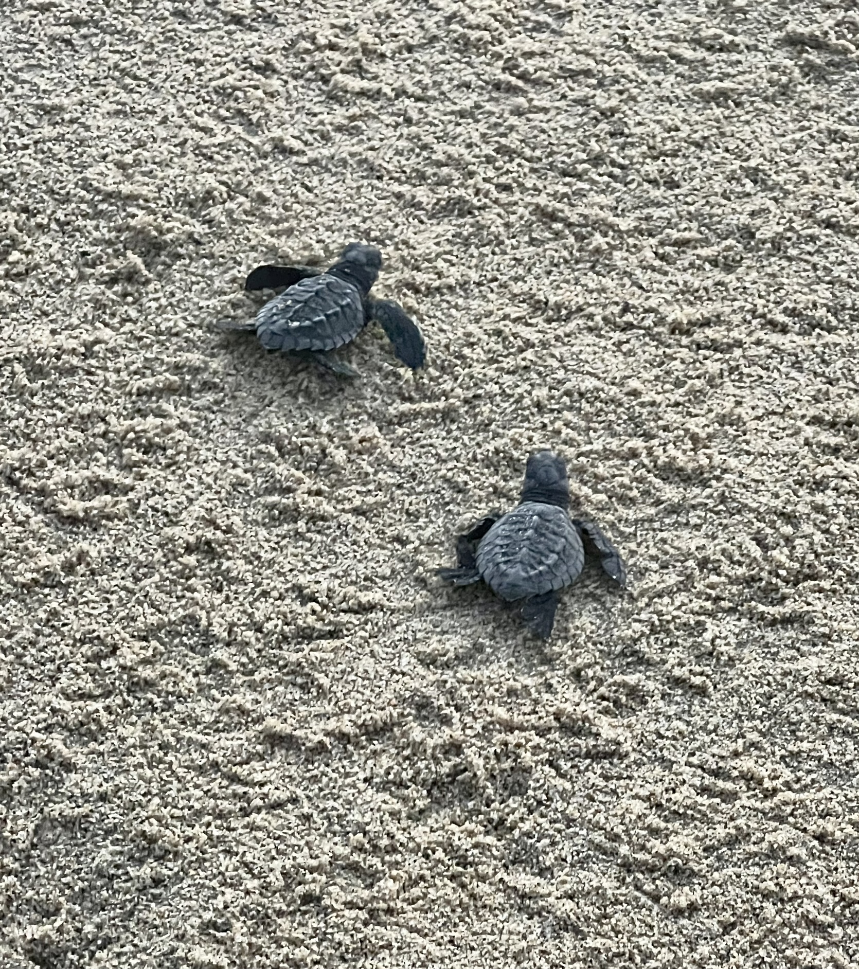 San Pancho turtles