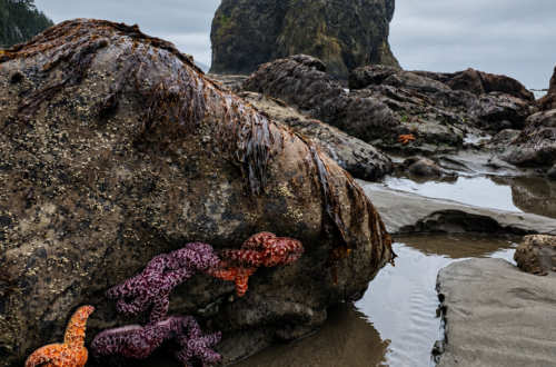 Rialto Beach and Hole-in-the-Wall