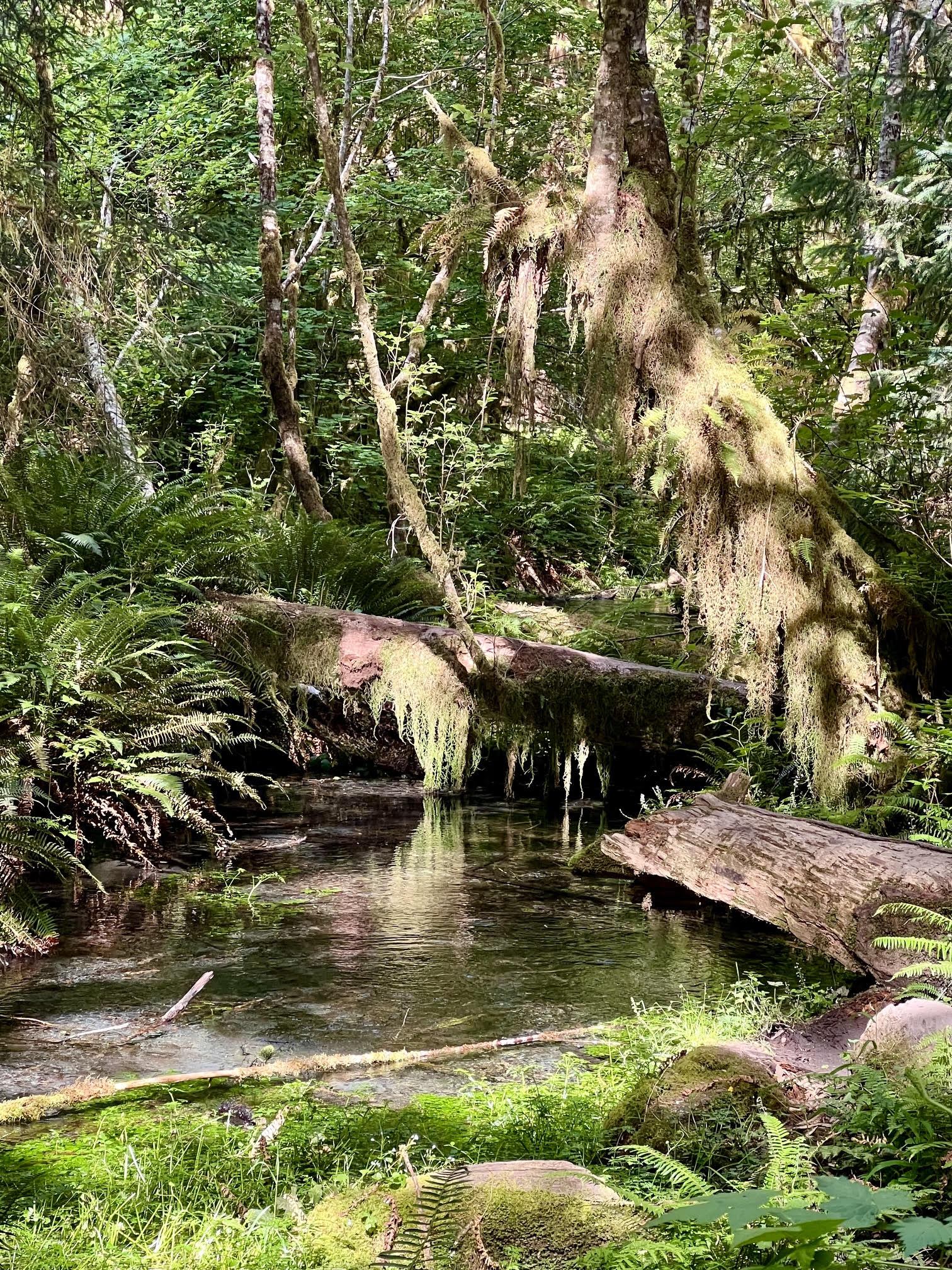 The Ultimate Olympic National Park Itinerary: Best Things to See and Do