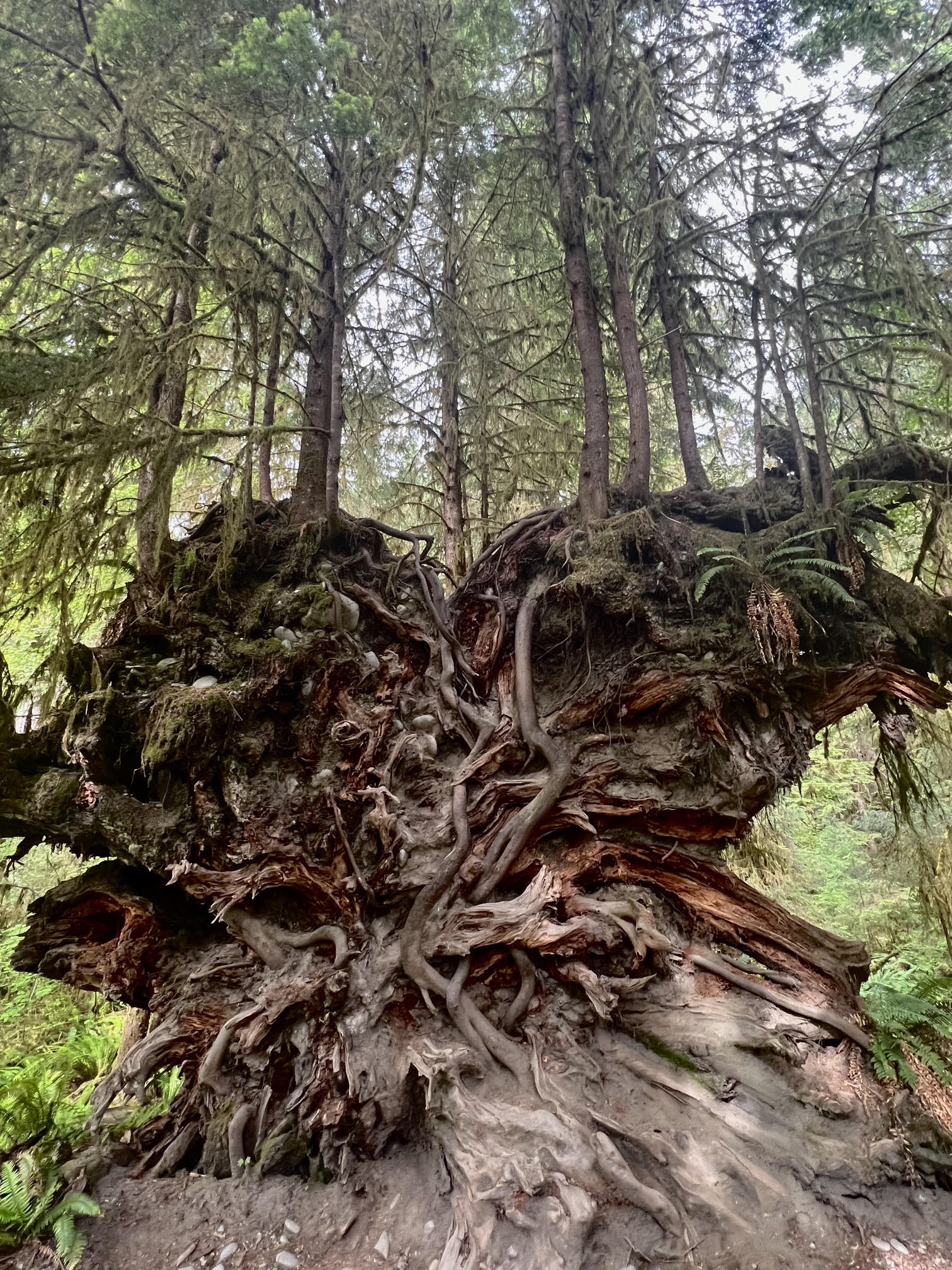 The Ultimate Olympic National Park Itinerary: Best Things to See and Do